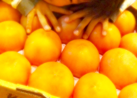 121117_TomatoShiokoji4.jpg