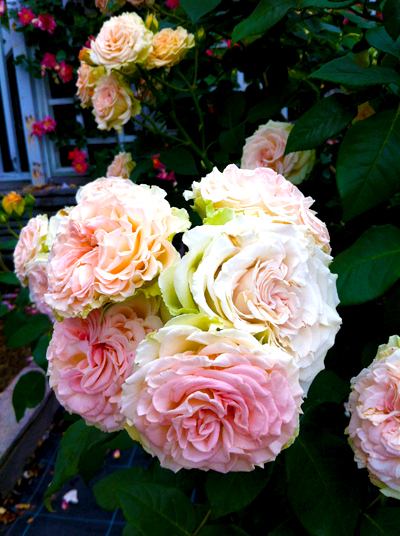 140528_RoseGarden2.jpg